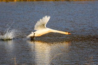 Swan taking off from lake